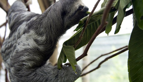 A photo of a three-toed sloth (Bradypus)