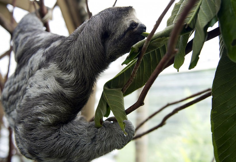 A photo of a three-toed sloth (Bradypus)