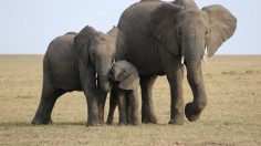 African Elephants Use Defecation, Urination and Secretion to Greet Their Kin, 71% of the Time [Study]