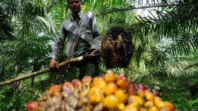 INDONESIA-AGRICULTURE-PALM OIL