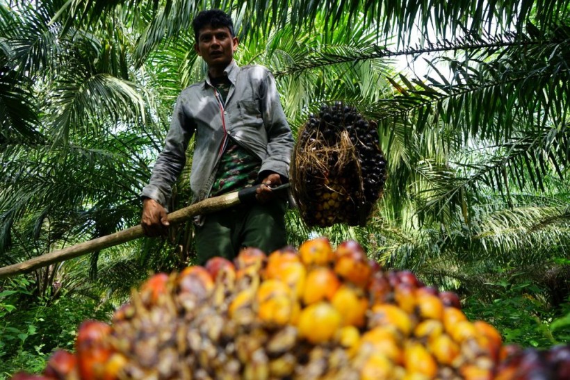 INDONESIA-AGRICULTURE-PALM OIL