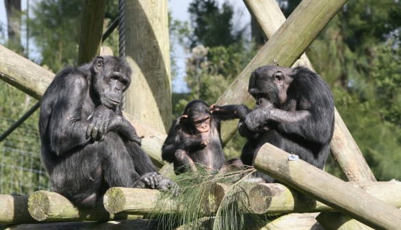 Chimpanzee Behavior: Chimp Wars Show That Murder and Violence are Not Exclusive to Humans [Report]