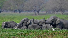  A herd of wild Asiatic elephants