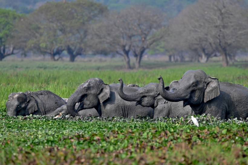  A herd of wild Asiatic elephants