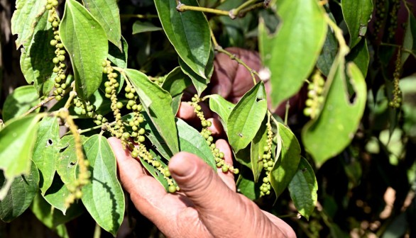 CAMBODIA-AGRICULTURE-WEATHER-FOOD-CLIMATE