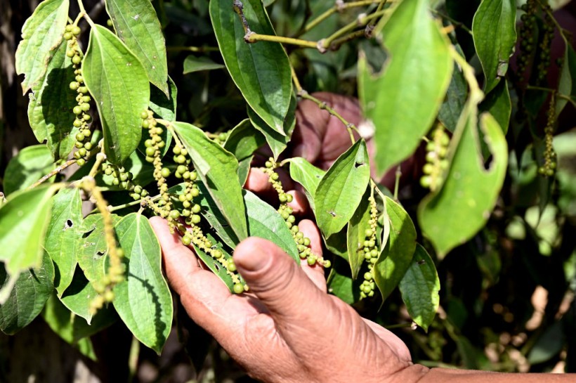 CAMBODIA-AGRICULTURE-WEATHER-FOOD-CLIMATE