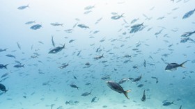 Underwater ocean