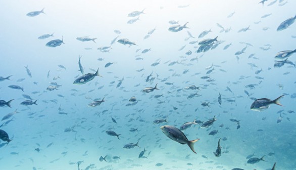 Underwater ocean