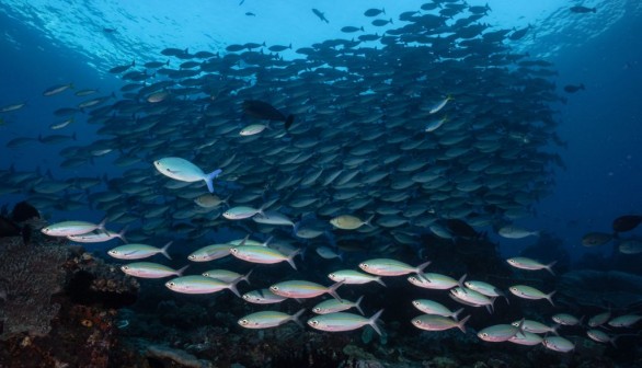 INDONESIA-ENVIRONMENT-MARINE