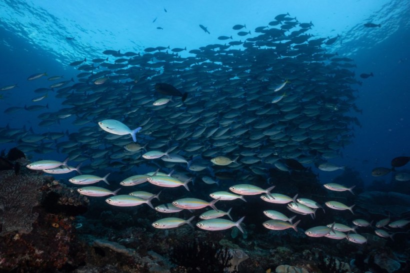 INDONESIA-ENVIRONMENT-MARINE