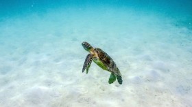 AUSTRALIA-ENVIRONMENT-REEF