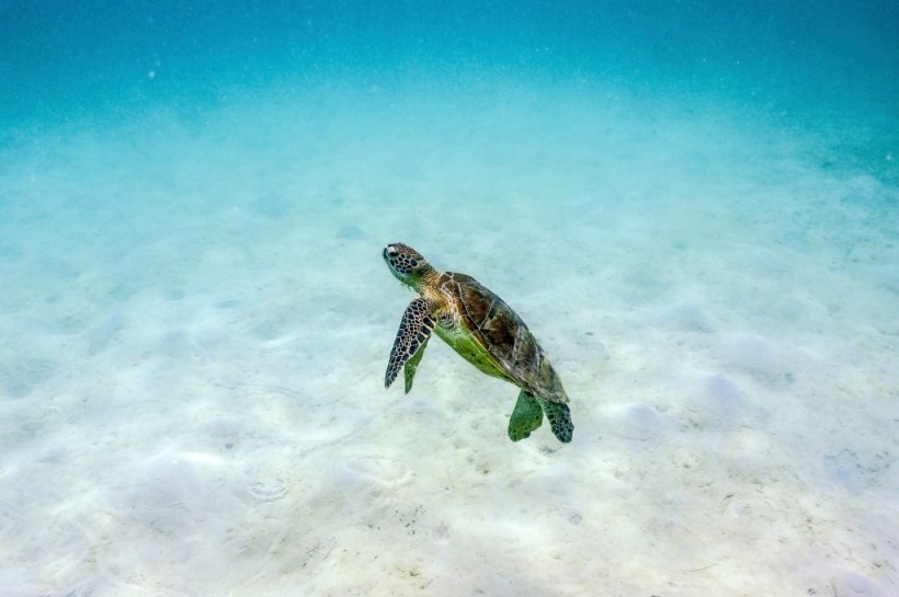 AUSTRALIA-ENVIRONMENT-REEF