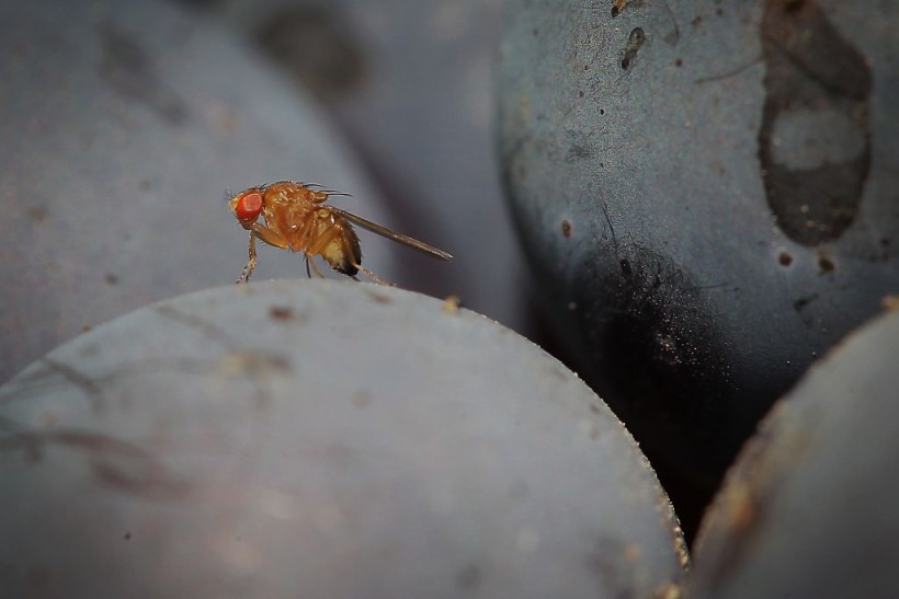 GERMANY-AGRICULTURE-WINE-DROSOPHILA