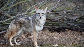 FRANCE-ANIMAL-COYOTE-ENVIRONMENT
