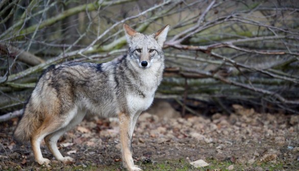 FRANCE-ANIMAL-COYOTE-ENVIRONMENT