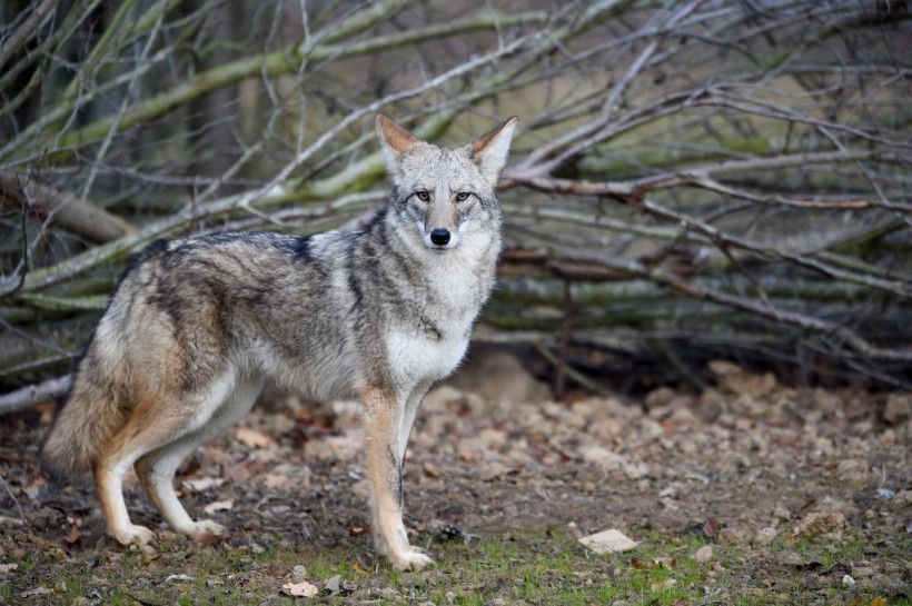 FRANCE-ANIMAL-COYOTE-ENVIRONMENT