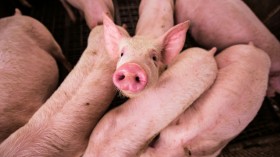 Pig Kidney Transplant: First Person to Receive Kidney from Genetically Modified Pig Dies 2 Months After Procedure