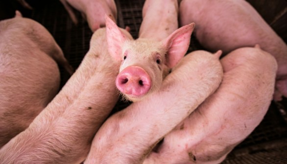 Pig Kidney Transplant: First Person to Receive Kidney from Genetically Modified Pig Dies 2 Months After Procedure