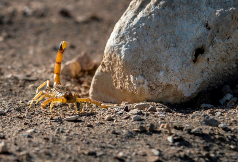 EGYPT-HEALTH-ENVIRONMENT-DESERT