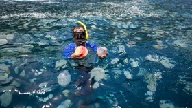 TOPSHOT-VENEZUELA-ENVIRONMENT-OCEAN-JELLYFISH