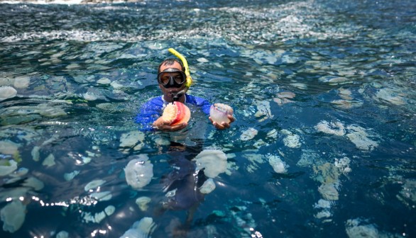 TOPSHOT-VENEZUELA-ENVIRONMENT-OCEAN-JELLYFISH