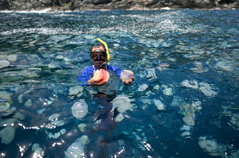 TOPSHOT-VENEZUELA-ENVIRONMENT-OCEAN-JELLYFISH