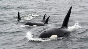 Orca Attacks: Killer Whales Sink Another Boat in Strait of Gibraltar, Spanish Officials Issue Warning to Sailors