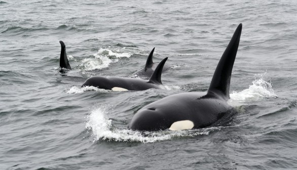 Orca Attacks: Killer Whales Sink Another Boat in Strait of Gibraltar, Spanish Officials Issue Warning to Sailors
