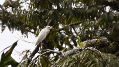 ECUADOR-ENVIRONMENT-CLIMATE-INDIGENOUS-FOREST-WATER