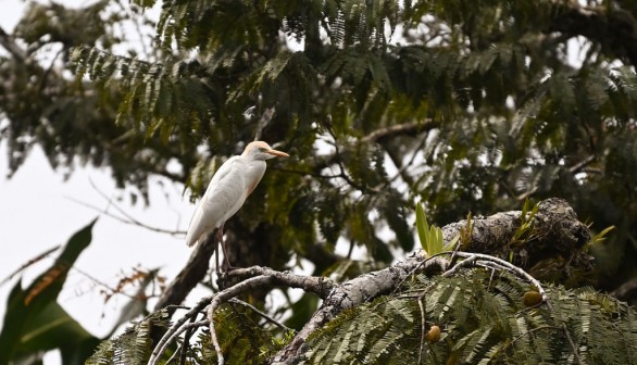 ECUADOR-ENVIRONMENT-CLIMATE-INDIGENOUS-FOREST-WATER