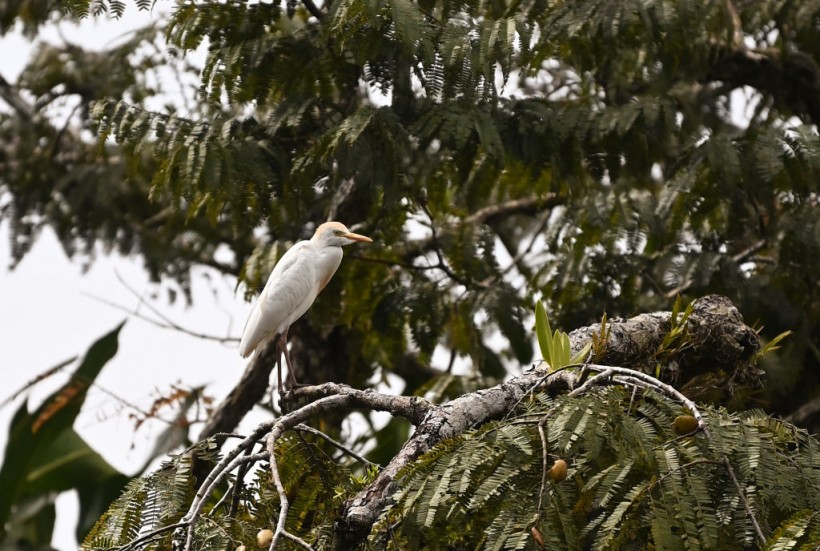 ECUADOR-ENVIRONMENT-CLIMATE-INDIGENOUS-FOREST-WATER