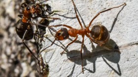 GERMANY-ANIMALS-ANT