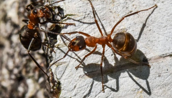 GERMANY-ANIMALS-ANT