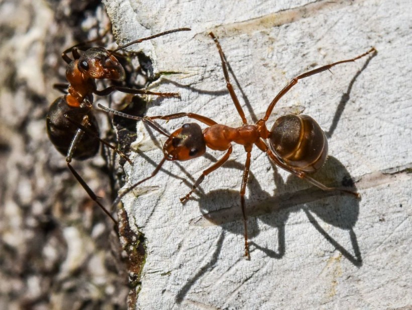 GERMANY-ANIMALS-ANT