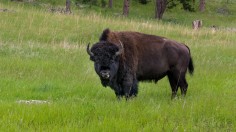 Bison Herd Consisting of 170 Reintroduced Individuals in Romania Could Store Carbon Emissions Equivalent to 43,000 Cars [Study]