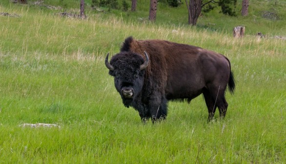 Bison Herd Consisting of 170 Reintroduced Individuals in Romania Could Store Carbon Emissions Equivalent to 43,000 Cars [Study]