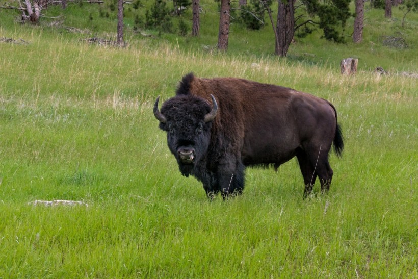 Bison Herd Consisting of 170 Reintroduced Individuals in Romania Could Store Carbon Emissions Equivalent to 43,000 Cars [Study]