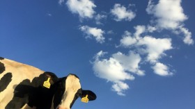 Bird Flu Outbreak: Cow Milk May No Longer be Edible Following Detection of Avian Influenza Pathogen in Colorado Dairy Cattle