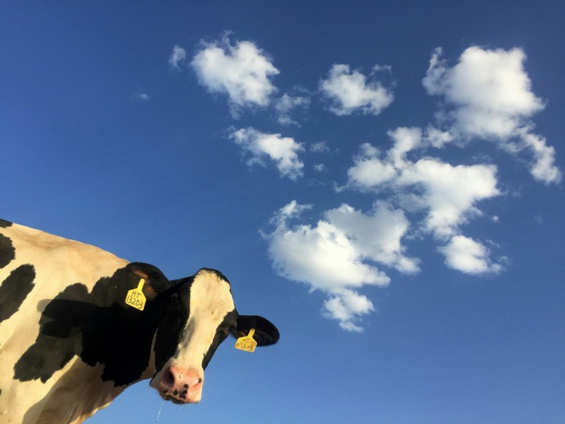 Bird Flu Outbreak: Cow Milk May No Longer be Edible Following Detection of Avian Influenza Pathogen in Colorado Dairy Cattle
