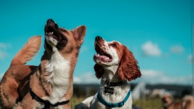 Foxtails Grass Poses Deadly Threat to Pets This Upcoming Summer Season, Veterinarian Warns Pet Owners