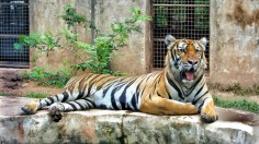 Animal Captivity Ban: Costa Rica to Close State Zoos and Prohibit Caged Wild Animals Following 11 Years of Litigation