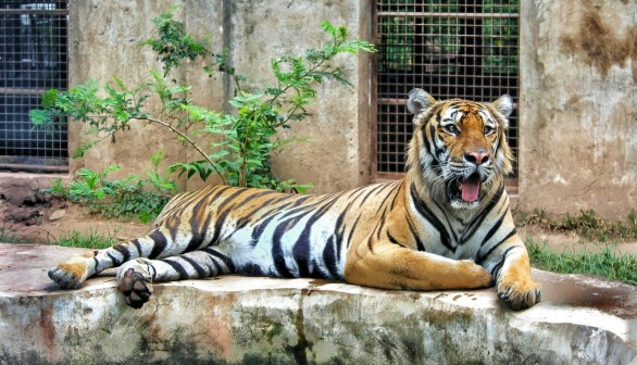 Animal Captivity Ban: Costa Rica to Close State Zoos and Prohibit Caged Wild Animals Following 11 Years of Litigation