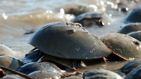 horseshoe crab