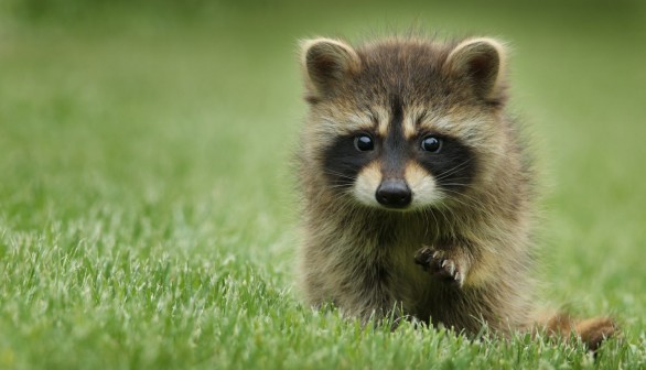 Japan Raccoon Infestation: Tokyo Launches Campaign to Battle Disruptive North American Raccoons