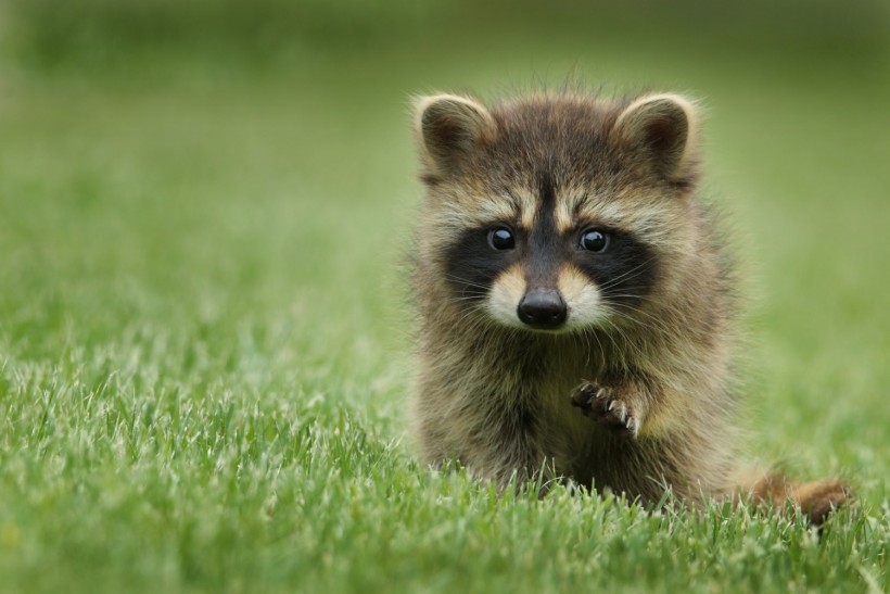 Japan Raccoon Infestation: Tokyo Launches Campaign to Battle Disruptive North American Raccoons