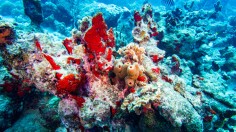 corals