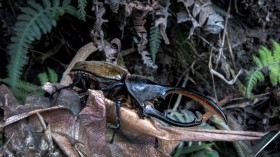 Hercules beetle