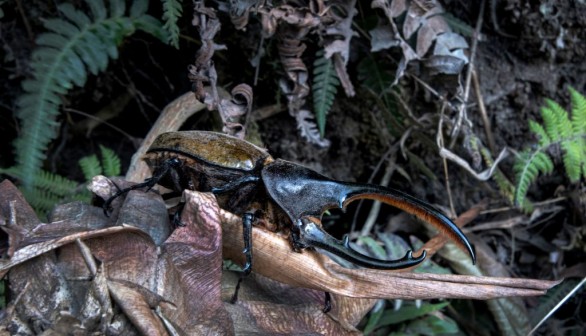 Hercules beetle