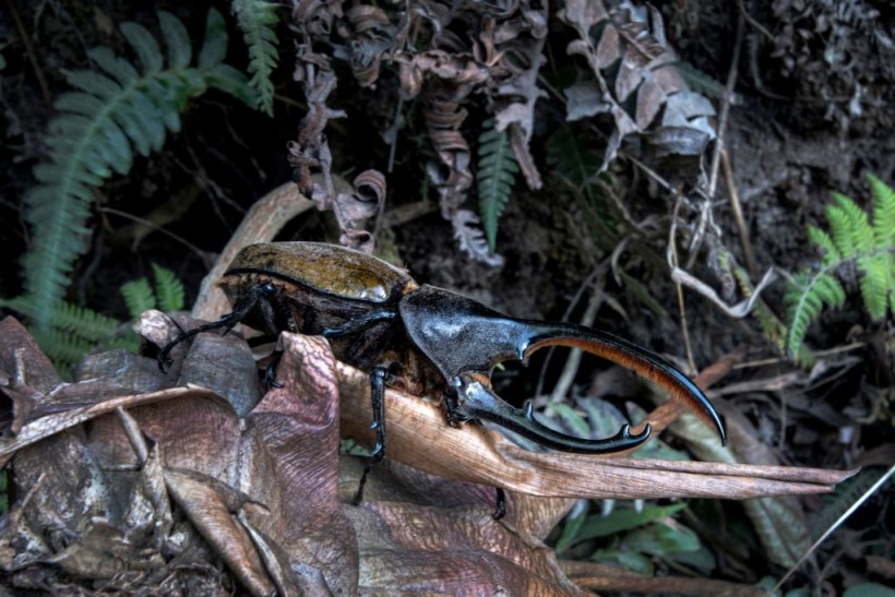 Hercules beetle