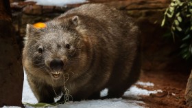 Sydney Zoo Welcomes Winter With Snow And Treats For Animals